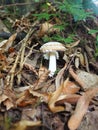 Parasol mushroom Macrolepiota procera is a species of mushrooms of the champignon family. Fruit bodies are cap-shaped