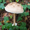 Parasol mushroom Macrolepiota procera is a species of mushrooms of the champignon family. Fruit bodies are cap-shaped