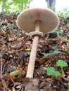 Parasol mushroom Macrolepiota procera is a species of mushrooms of the champignon family. Fruit bodies are cap-shaped