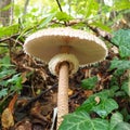 Parasol mushroom Macrolepiota procera is a species of mushrooms of the champignon family. Fruit bodies are cap-shaped