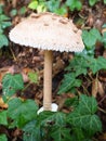 Parasol mushroom Macrolepiota procera is a species of mushrooms of the champignon family. Fruit bodies are cap-shaped