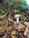 Parasol mushroom Macrolepiota procera is a species of mushrooms of the champignon family. Fruit bodies are cap-shaped