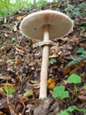 Parasol mushroom Macrolepiota procera is a species of mushrooms of the champignon family. Fruit bodies are cap-shaped