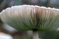 Parasol Mushroom Macrolepiota procera View From Below Royalty Free Stock Photo