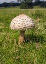 Parasol Mushroom - Macrolepiota procera, Worcestershire, England. Royalty Free Stock Photo