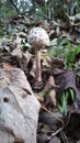 Parasol Mushroom, Macrolepiota procera, young.