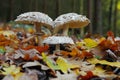 Parasol mushroom -  Macrolepiota rhacodes Royalty Free Stock Photo
