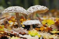 Parasol mushroom -  Macrolepiota rhacodes Royalty Free Stock Photo