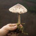 Parasol mushroom mycology