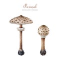 Parasol mushroom painted set. Watercolor illustration. Hand drawn macrolepiota procera fungus on white background