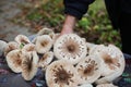 Parasol mushroom picking fungi in the forest, edible plant food