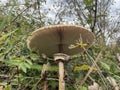 parasol mushroom showing the scales on the stem and the movable ring around the stipe