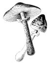 Parasol Mushroom vintage illustration