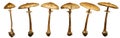 The parasol mushroom on a white background Macrolepiota procera, Lepiota procera Royalty Free Stock Photo