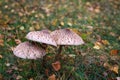 Parasol mushrooms Royalty Free Stock Photo