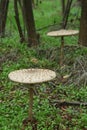 Parasol mushrooms - Macrolepiota procera Royalty Free Stock Photo