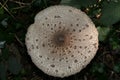 Parasol mushrooms spectacular, upstanding, and outstanding.