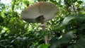 Parasol mushrooms spectacular, upstanding, and outstanding.