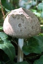 Parasol mushrooms spectacular, upstanding, and outstanding.