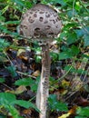 Parasol mushrooms spectacular, upstanding, and outstanding.