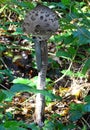 Parasol mushrooms spectacular, upstanding, and outstanding.