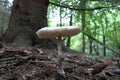 Parasol mushrooms spectacular, upstanding, and outstanding.