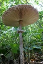 Parasol mushrooms spectacular, upstanding, and outstanding.