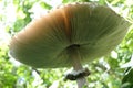 Parasol mushrooms spectacular, upstanding, and outstanding.