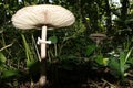 Parasol mushrooms spectacular, upstanding, and outstanding.