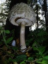 Parasol mushrooms spectacular, upstanding, and outstanding.