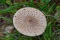 Parasol oder Riesenschirmpilz, Macrolepiota procera Royalty Free Stock Photo