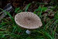 Parasol oder Riesenschirmpilz, Macrolepiota procera Royalty Free Stock Photo