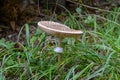 Parasol oder Riesenschirmpilz, Macrolepiota procera Royalty Free Stock Photo