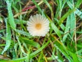Parasola plicatilis is a small saprotrophic mushroom with a plicate cap Royalty Free Stock Photo