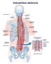 Paraspinal muscles as erector spinae or back muscular system outline diagram
