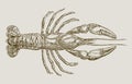 Parastacus brasiliensis, a freshwater crayfish from brazil in top view