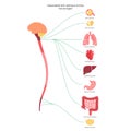 Parasympathetic nervous system