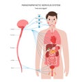 Parasympathetic nervous system