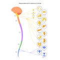 Parasympathetic nervous system