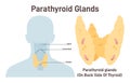 Parathyroid gland. PTH producing. Primary lymphoid organ of the human Royalty Free Stock Photo