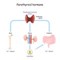 Parathyroid hormone and Calcium metabolism Royalty Free Stock Photo