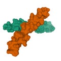 Crystal structure of human parathyroid hormone homodimer