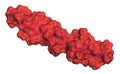 Parathyroid hormone (PTH, parathormone, parathyrin) protein, secreted by the parathyroid glands. 3D illustration