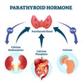 Parathyroid hormone PTH, parathormone or parathyrin vector illustration. Royalty Free Stock Photo