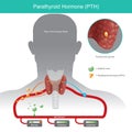 Parathyroid Hormone. it is working control calcium levels in the blood stream by increasing when Parathyroid hormone PTH are low Royalty Free Stock Photo