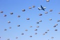 Paratroopers