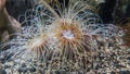 Parazoanthus axinellae, the yellow cluster anemone is a zoanthid coral Royalty Free Stock Photo