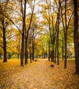 Parc, autumn Royalty Free Stock Photo