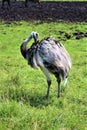 Parc Park Safari, Hemmingford, Quebec, Canada Royalty Free Stock Photo