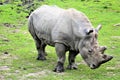 Parc Park Safari, Hemmingford, Quebec, Canada Royalty Free Stock Photo